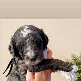 Charlie - Merle male Bernedoodle puppy in Burley, Idaho from Amy's Bernedoodles