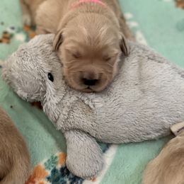 Golden Retriever Puppies from Fox Hill Goldens & Smooth Fox Terriers