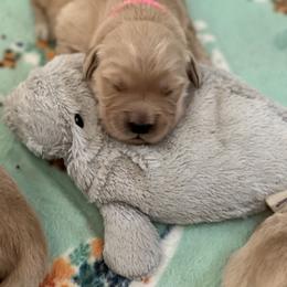 Golden Retriever Puppies from Fox Hill Goldens & Smooth Fox Terriers