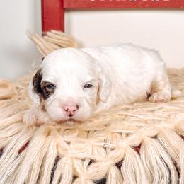 Hunter - Chocolate male Australian Labradoodle puppy in Decatur, Alabama from Southern Meadows Doodles