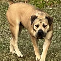 Boerboels from Catalina's Boerboels