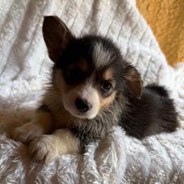 Xara purple - Black and tan female Pembroke Welsh Corgi puppy in Sanford, Michigan from Tambali Pembroke Welsh Corgis