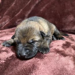 Teal girl - Sable female German Shepherd puppy in Riverside, California from Von Der Sagobi