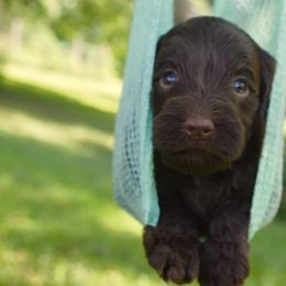 Australian Labradoodle Puppies from Chestnut Hill Australian Labradoodles