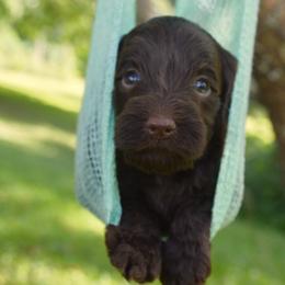 Australian Labradoodle Puppies from Chestnut Hill Australian Labradoodles