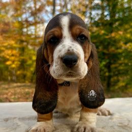 Wolverine - Black white and brown male Basset Hound puppy in Dingess, West Virginia from Tuckers' Howling Hounds