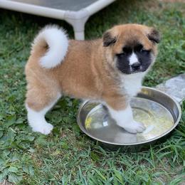 Akita Puppies from Excel Shu-Ku Akitas