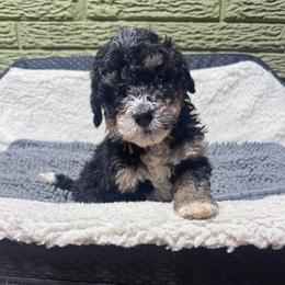 Orange - Tri-color male Bernedoodle puppy in Carmichaels, Pennsylvania from JensenBelle Doodles