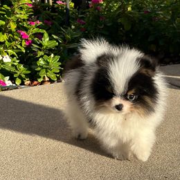 Girl 2 - Tri-colored Pomeranian puppy in Chico, California from Yolanda's Poms