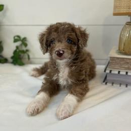 Lucy - White and red merle female Bordoodle puppy in Valley Center, California from Circle R Valley Bordoodls