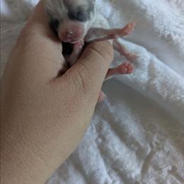 Blake - Blue and white male Chihuahua puppy in Amity, Pennsylvania from Baxters Chihuahuas