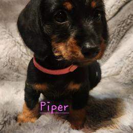 Dachshund Puppies from Circle F Wired Wieners