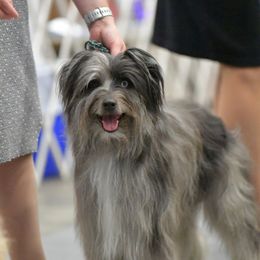 Odin - Pyrenean Shepherd