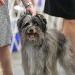 Odin - Pyrenean Shepherd
