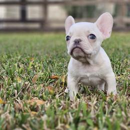 French Bulldog Puppies from Charles Frenchies