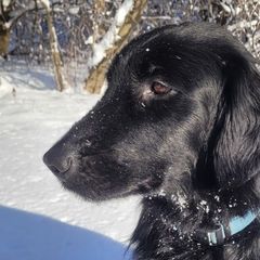 Flat-Coated Retrievers from Stonewall Retrievers