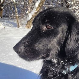 Flat-Coated Retrievers from Stonewall Retrievers
