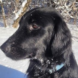 Flat-Coated Retrievers from Stonewall Retrievers