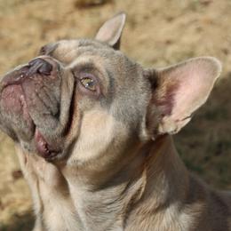 Spice - French Bulldog