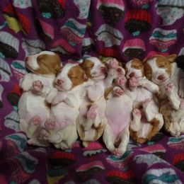 Brittany Puppies from Tommie Dahl