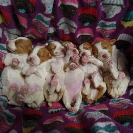 Brittany Puppies from Tommie Dahl