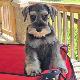 Bennigan - Miniature Schnauzer