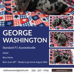 George Washington - Blue merle male Aussiedoodle puppy in Asheboro, North Carolina from Stellar Aussies