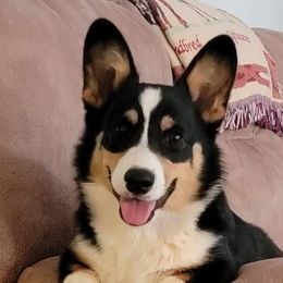 Xander - Pembroke Welsh Corgi