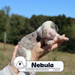 Nebula - Blue merle and white female Sheepadoodle puppy in Cleveland, Tennessee from Narrow Path Old English & Sheepadoodles