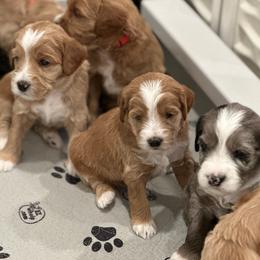 Australian Labradoodle puppies from High Desert Labradoodles