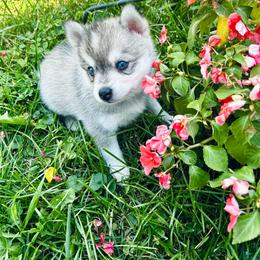 Savannah - Tri-color female Pomsky puppy in Burton, Michigan from Snow Shark Pomskys