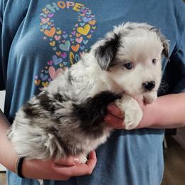 Mastiff and Toy Australian Shepherd Puppies from Mountain Mama Mastiffs and Tailspin Toy Aussies