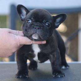 Ezekiel - Brindle male French Bulldog puppy in Pueblo, Colorado from Double B Bulldogs
