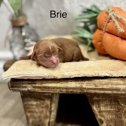 Brie - Ruby female Cavalier King Charles Spaniel puppy in El Campo, Texas from Longhorn Cavaliers