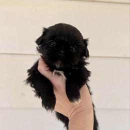 Eleven - Black female Shih Tzu puppy in Stroud, Oklahoma from Laik’s Little Shihtz & Poms