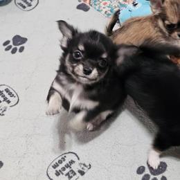 Boy 1 - Blue and tan male Chihuahua puppy in Deridder, Louisiana from BG's Chihuahua