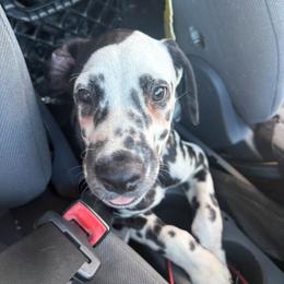 4 - White and black female Dalmatian puppy in Killeen, Florida from America's Dalmatian Friends