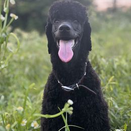Miniature Schnauzer and Poodle All Grown Up from Bewitching Kennels
