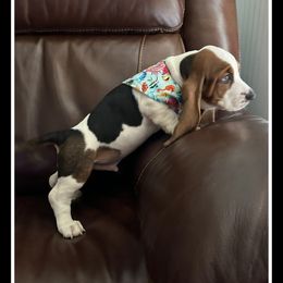 Boy 2 - Black white and brown Basset Hound puppy in Columbia, South Carolina from Pawmetto Hounds