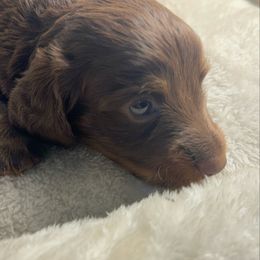 Spunky - Chocolate and tan male Dachshund puppy in Uriah, Alabama from Vera Ruth Farms