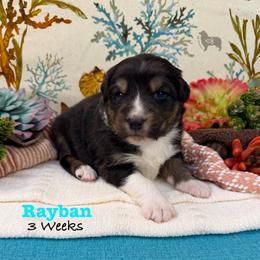 Rayban - Black tri-color male Australian Shepherd puppy in El Dorado Springs, Missouri from OR Aussies