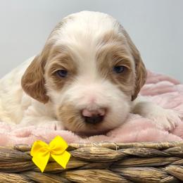 Yellow Male - Parti male Goldendoodle puppy in Great Falls, Montana from Montana Goldendoodles