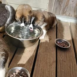 Akita Puppies from Jacqueline Newton's Akitas