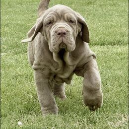 Juliana - Tawny female Neapolitan Mastiff puppy in Canyon, Texas from Mastini Della Forte