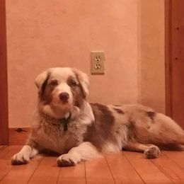 Australian Shepherd Puppies from Soggy Bottom Farms