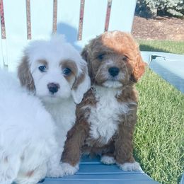 Girl 3 - Goldendoodle puppy in Salem, Utah from Pond Town Pups