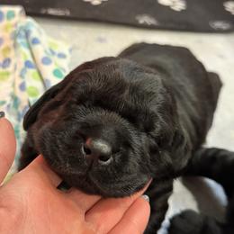 Girl 2 - Black female Labrador Retriever puppy in North East, Pennsylvania from Newara’s Dog House LLC
