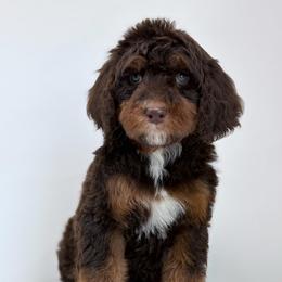 Cappuccino - Phantom male Bernedoodle puppy in Fleming, Colorado from Vandenbark Doodles