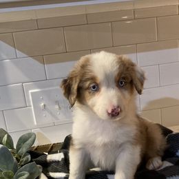 Australian Shepherd Puppies from Ozark Mountain Aussies