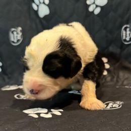 JUNIPER - Black and white female Sheepadoodle puppy in Riverside, California from Downtown Doodles & Frenchies